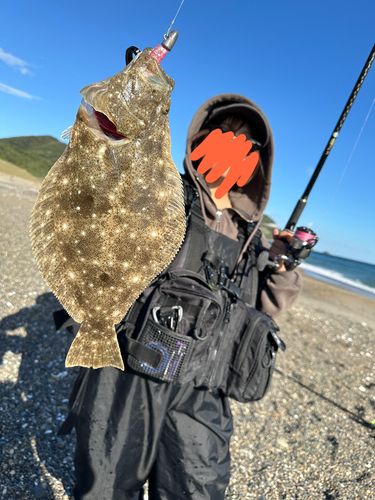 ヒラメの釣果
