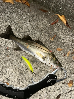 セイゴ（マルスズキ）の釣果