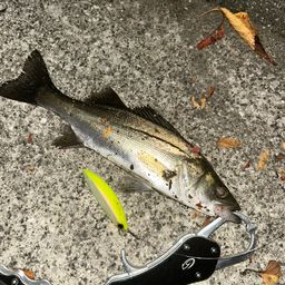 セイゴ（マルスズキ）