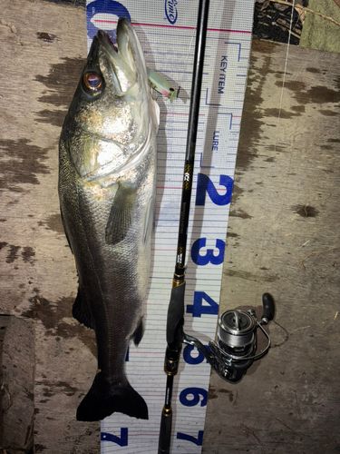 シーバスの釣果