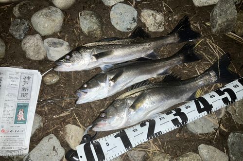 セイゴ(マルスズキ)の釣果