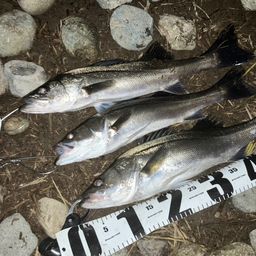 セイゴ（マルスズキ）