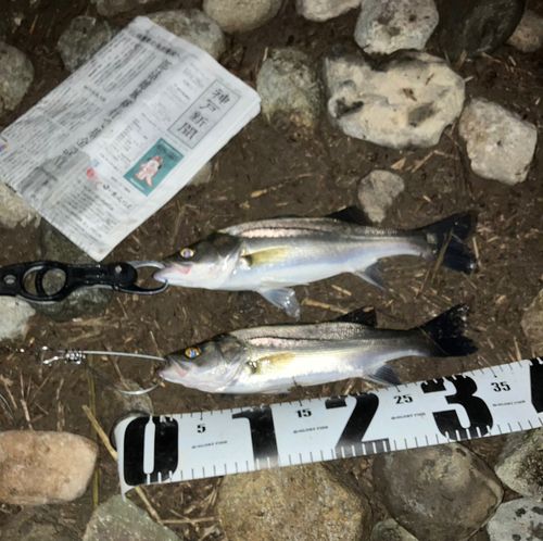 セイゴ(マルスズキ)の釣果