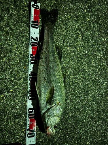 スズキの釣果