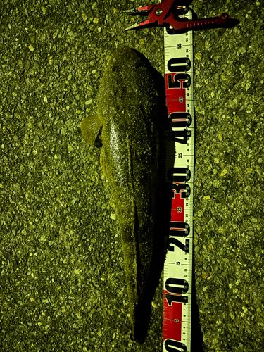 塩屋海岸(石川)