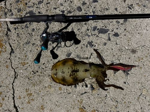 アオリイカの釣果