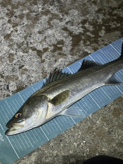 フッコ（マルスズキ）の釣果