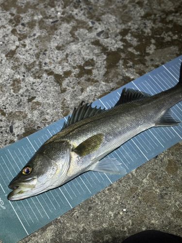 フッコ（マルスズキ）の釣果