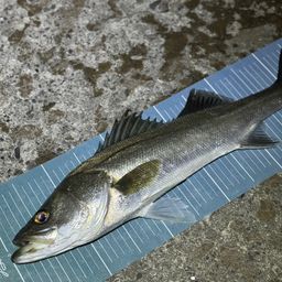 フッコ(マルスズキ)