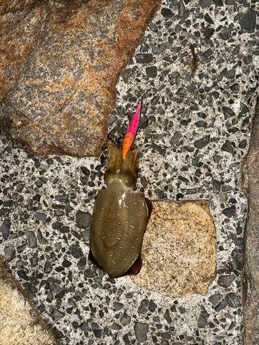 コウイカの釣果