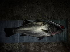 ヒラスズキの釣果