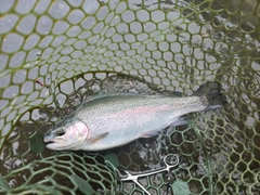 ニジマスの釣果