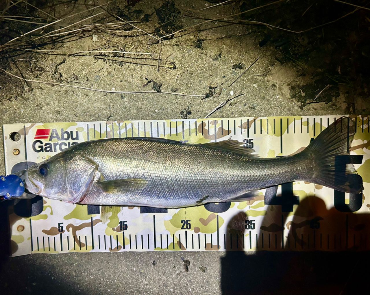 SHIMANO 15メタニウム DC XG RIGHTの最安値・インプレ・釣果 | 本音の