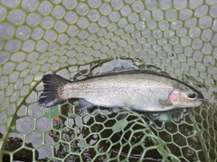 ニジマスの釣果