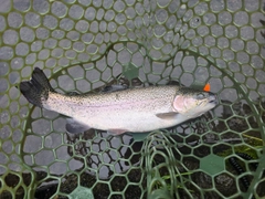 ニジマスの釣果