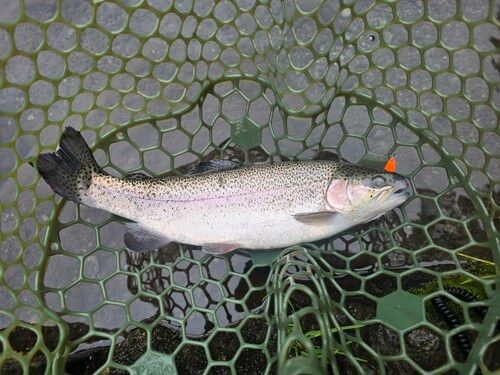 ニジマスの釣果