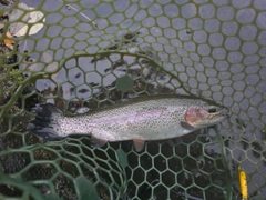 ニジマスの釣果