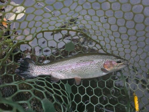 ニジマスの釣果