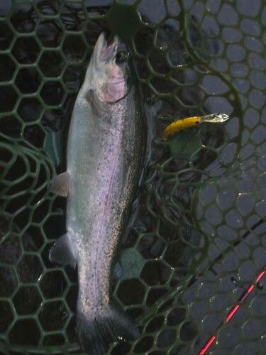 ニジマスの釣果