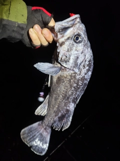 クロソイの釣果