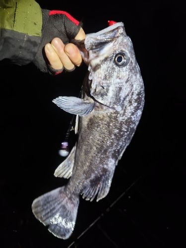 クロソイの釣果