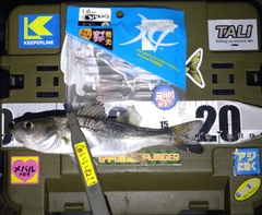 シーバスの釣果