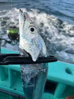 タチウオの釣果