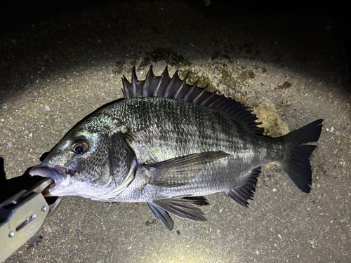 クロダイの釣果