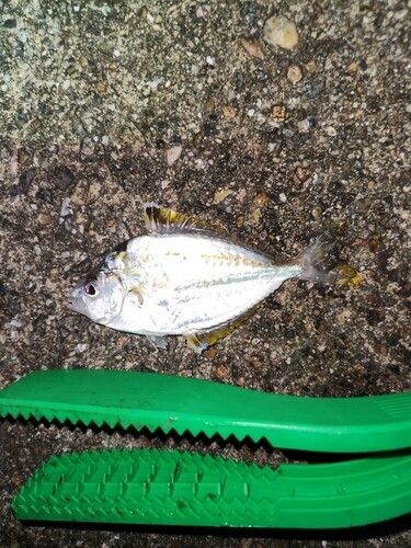 ヒイラギの釣果