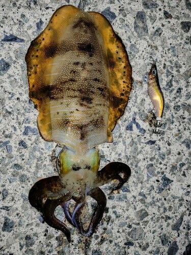 アオリイカの釣果