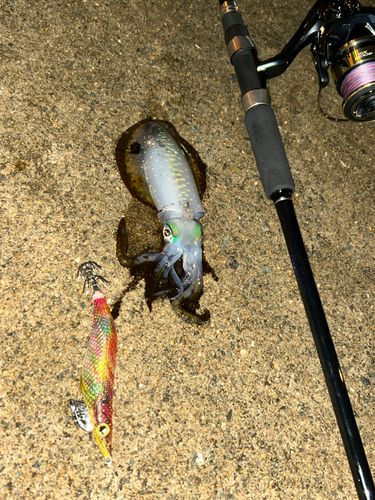 神戸空港親水護岸