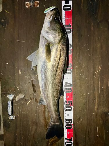 シーバスの釣果