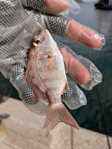 チャリコの釣果