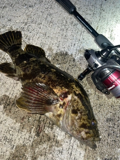 タケノコメバルの釣果
