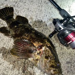 タケノコメバル