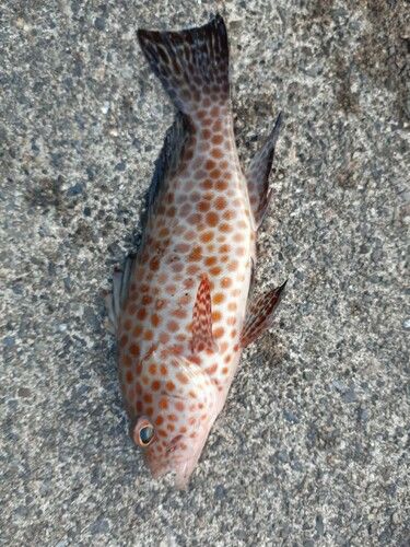 オオモンハタの釣果