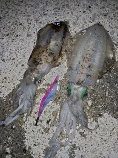 イカの釣果
