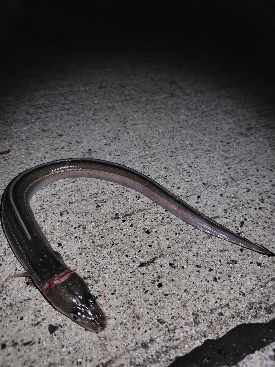 TENRYU ブリゲイド フリップ BGF852S-Mの最安値・インプレ・釣果