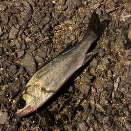 セイゴ(マルスズキ)