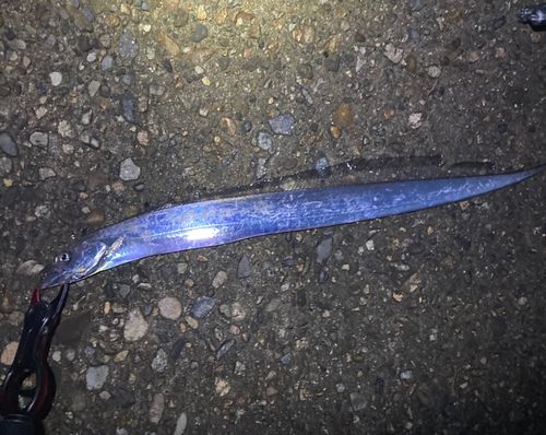 タチウオの釣果