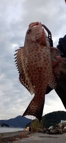 オオモンハタの釣果