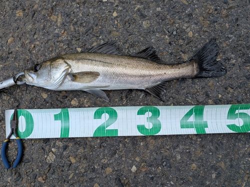 東京湾（アクアライン〜富津）