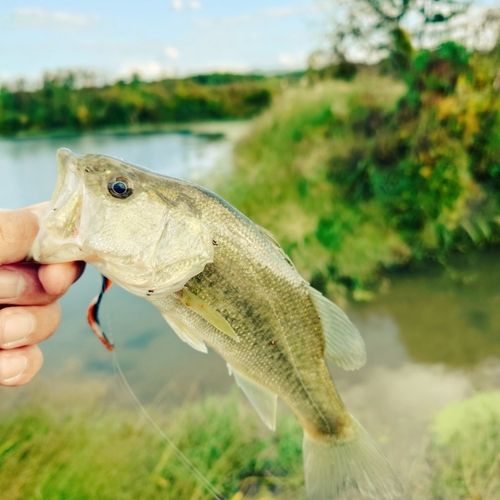 オカムラワンド