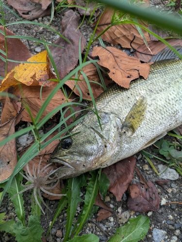 ブラックバスの釣果