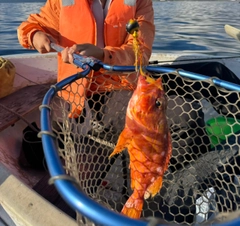 オニカサゴの釣果