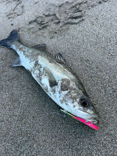 セイゴ(マルスズキ)の釣果