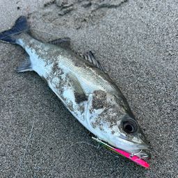 セイゴ（マルスズキ）