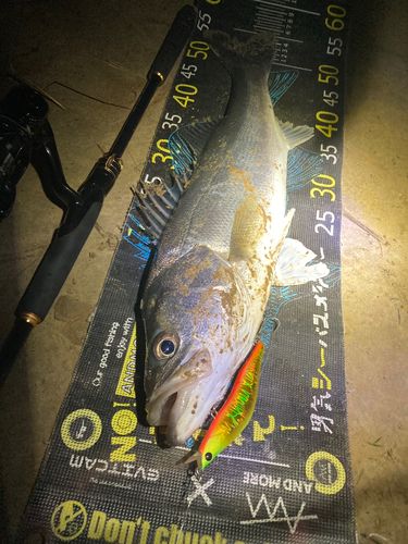 シーバスの釣果