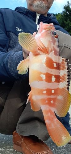 アカハタの釣果