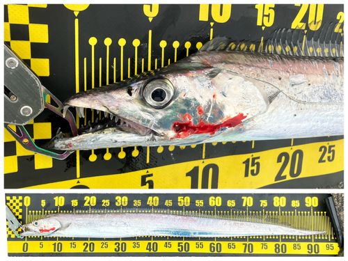 タチウオの釣果